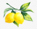 CHAKACHAK Fresh Lemon (Nimbu) 4 pcs - Image 2