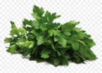 CHAKACHAK Fresh Coriander (Dhaniya) 1 Bunch - Image 2