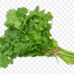 CHAKACHAK Fresh Coriander (Dhaniya) 1 Bunch