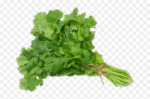 CHAKACHAK Fresh Coriander (Dhaniya) 1 Bunch